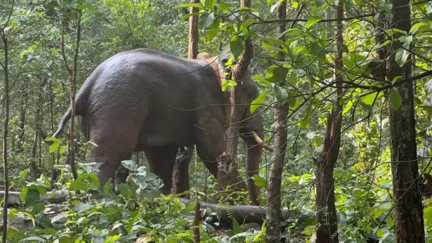 Odisha radio-collars third ‘problematic’ elephant 