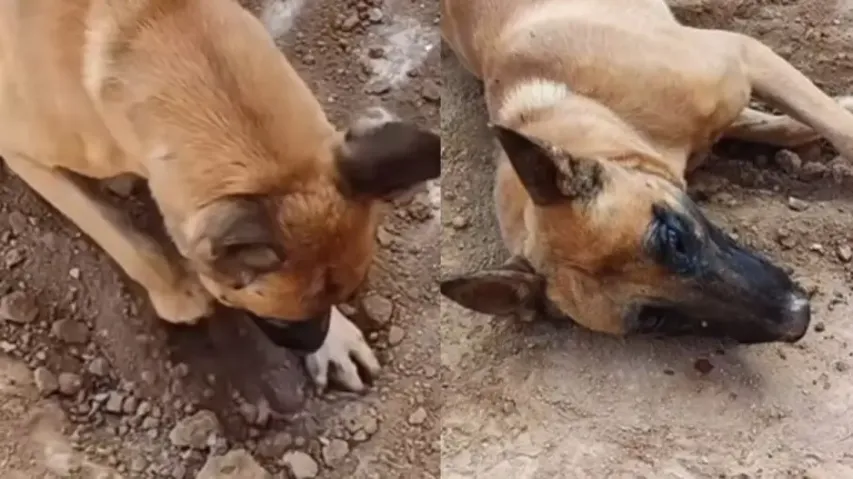 Video of mother dog mourning death of puppy will melt your heart, watch