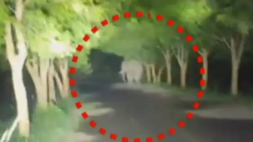 Tusker kills 4 people in three days in Odisha’s Mayurbhanj