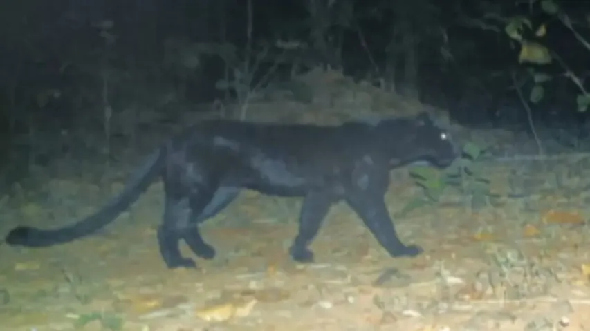 Rare black panther spotted in Odisha forest