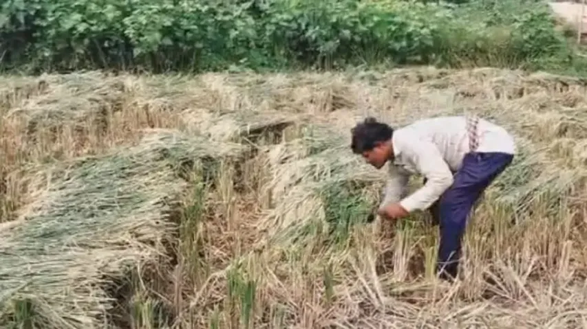 Cyclone Dana: Odisha framers race against time to save crops
