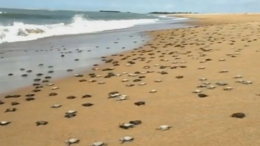 Olive Ridley turtle hatchlings
