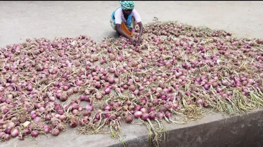 Onion cultivation can open job opportunities to 2L lakh small and marginal farmers in Odisha