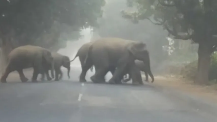 Protecting elephants: Indian Railways using AI-enabled intrusion detection system and other measures