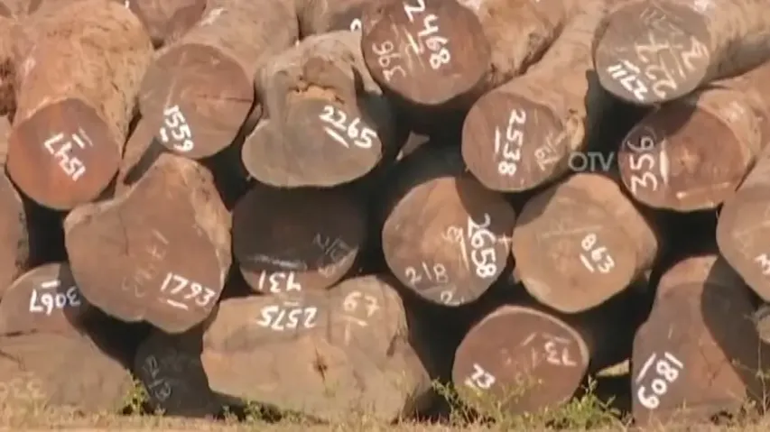 Red sandalwood timbers worth crores lie in decay sans auction in Odisha
