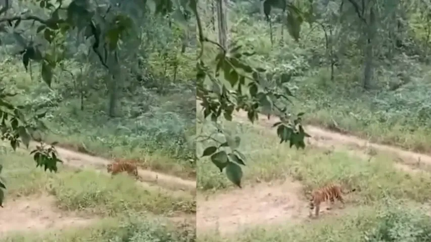 Close shave! Forest guards' encounter with Royal Bengal Tiger is 'hair raising', watch