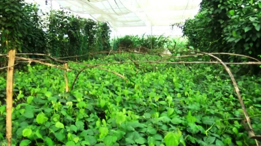 Black pepper farmers face tough times sans govt support in Koraput