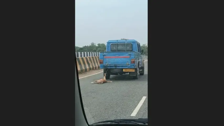 Animal cruelty! Stray dog dragged behind NHAI vehicle in Baripada; action demanded