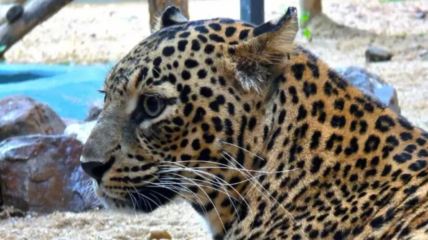 7-year-old female leopard dies of uterine infection at Odisha’s Sambalpur zoo