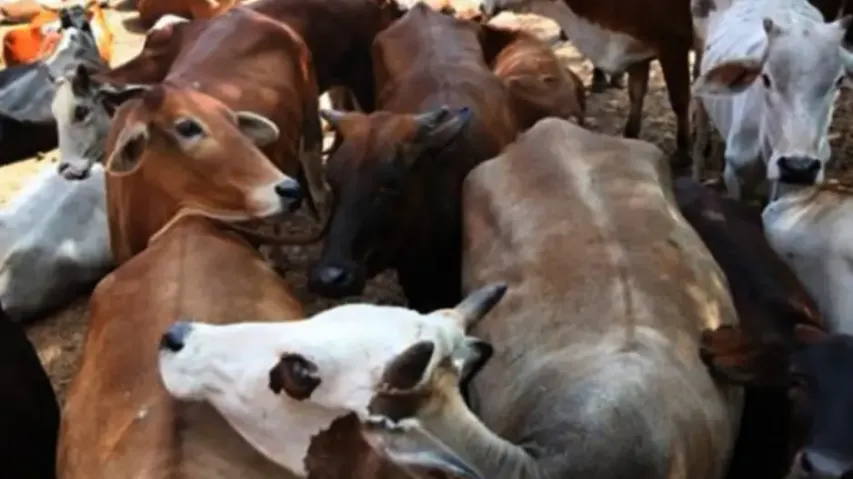 Odisha govt to ban cow slaughter, illegal transportation!