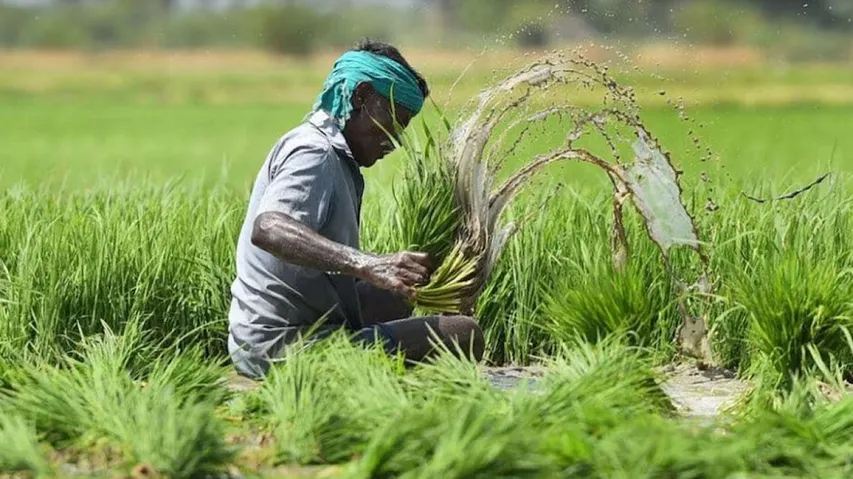 CM Kisan Yojana: Over Rs 1,000 crore directly credited to bank accounts of 50 lakh farmers across Odisha