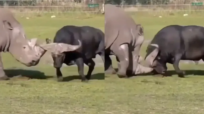 Rhinoceros vs Buffalo: Watch who wins the intense battle in this rare video