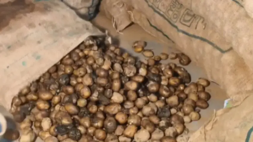 Potato crisis: Rotten, sub-standard seeds hit Odisha's self-reliance aim