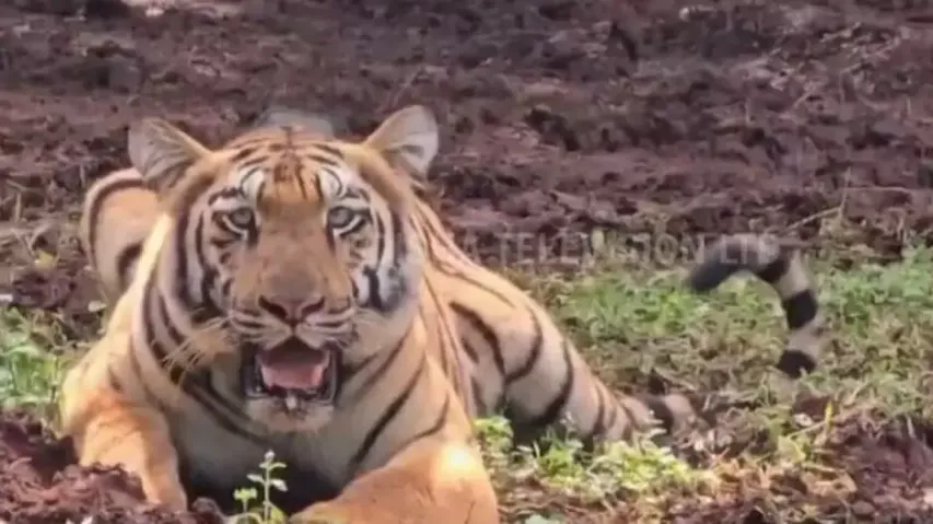 Tiger relocation travesty! After Zeenat, tigress Yamuna ‘escapes’ into Kuldiha forests