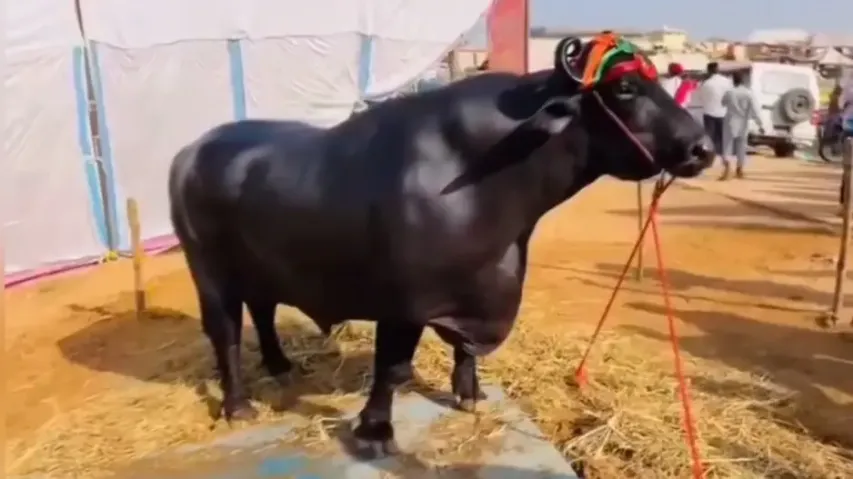 World's most expensive buffalo in India valued at Rs 23 crore! Rs 1500 per day spent on diet