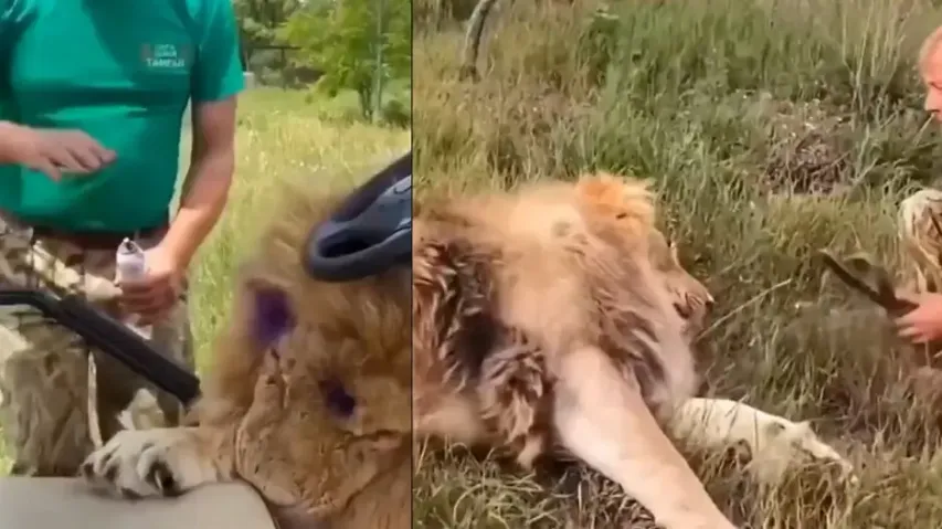 Man hits lions with sandal and bare hand, watch what happens next