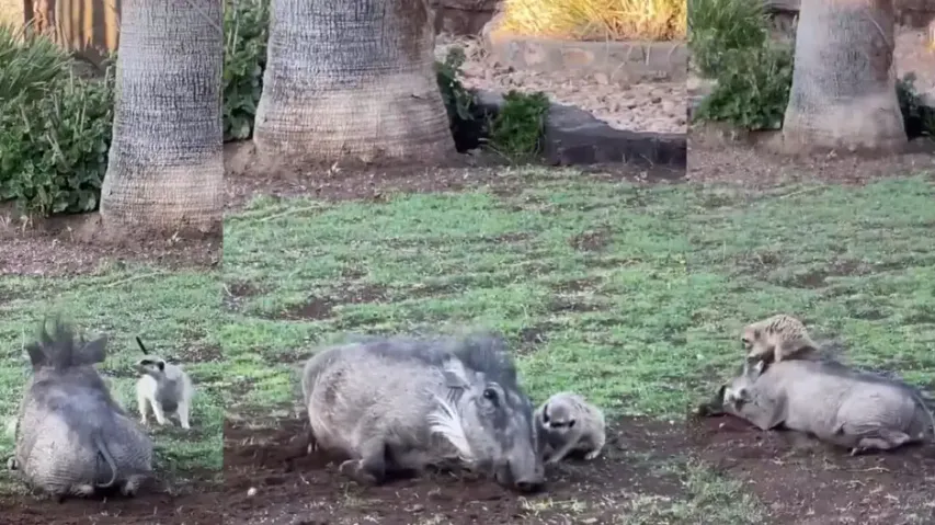 Disney's The Lion King characters are real! Watch Timon and Pumbaa's 'Hakuna Matata' life