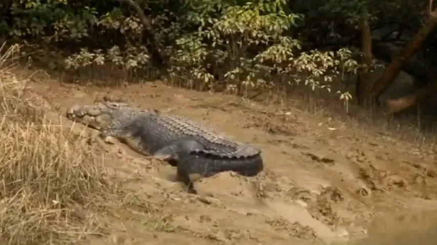 Crocodile census begins in Bhitarkanika, nearby regions in Kendrapara