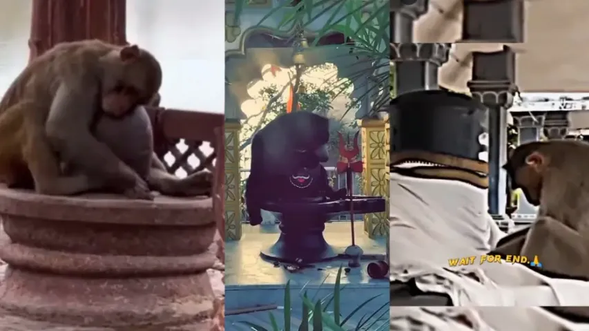 After 'spiritual' bear, 'religious' monkeys offering obeisance to Lord Shiva, hugging Shivling watch