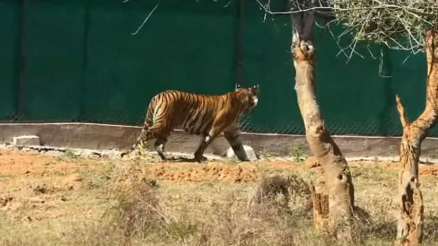 Tigress Zeenat to be shifted to larger enclosure in Odisha soon