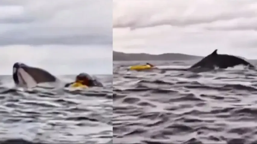 Horrifying! Man records son getting swallowed by whale, giant creature spews out right away; watch