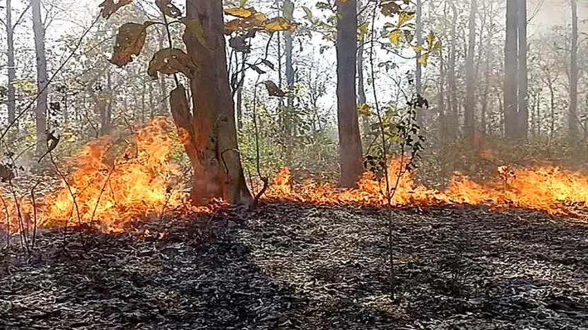 15,723 kms of new firelines created to tackle forest fires: Odisha PCCF