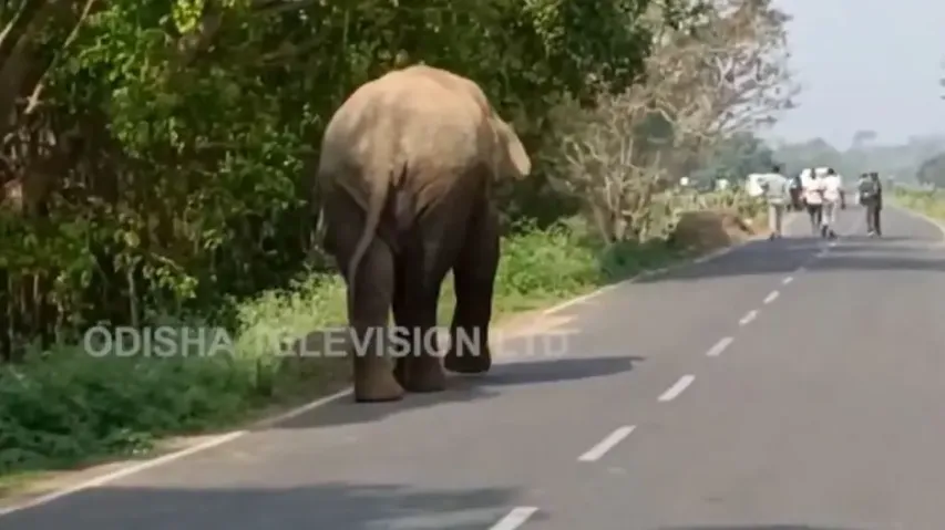 Elephant halts traffic in Odisha's Jajpur