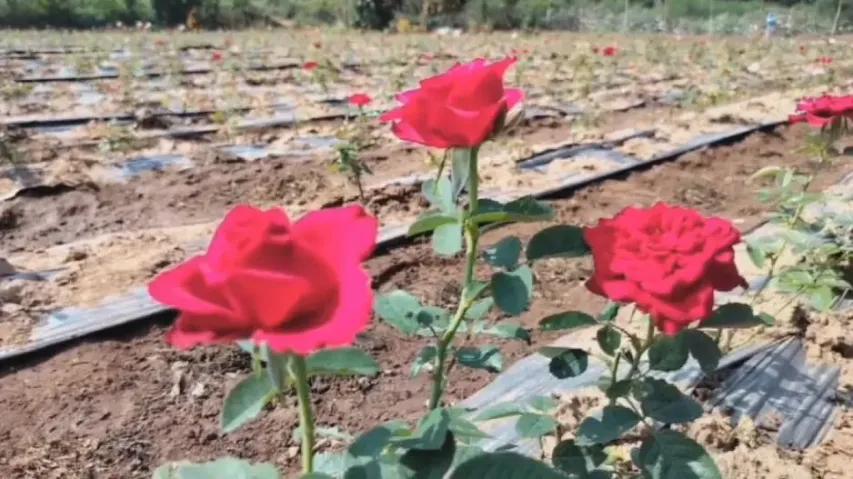 Transforming lives: Know how Rose cultivation is empowering tribal women in Odisha