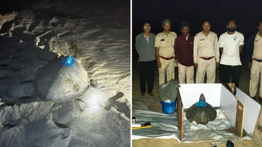 Odisha resumes satellite tracking of Olive Ridley turtles after 15 years