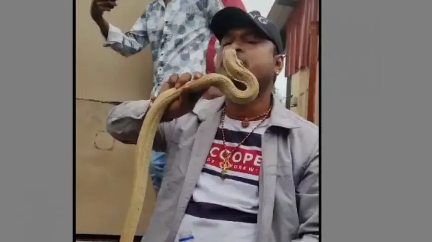 Odisha youth's dangerous stunt with cobra goes viral; experts warn against life-threatening acts