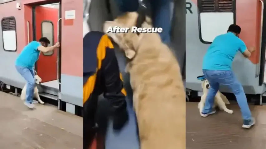 Pet dog miraculously survives after slipping under moving train new video surfaces watch