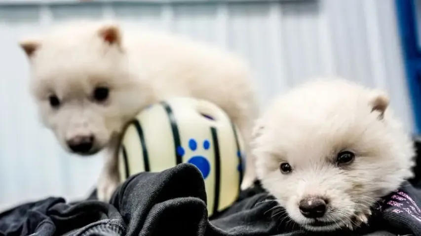 Dire Wolf de-extinction claims are fake? Know the truth, details of what happened