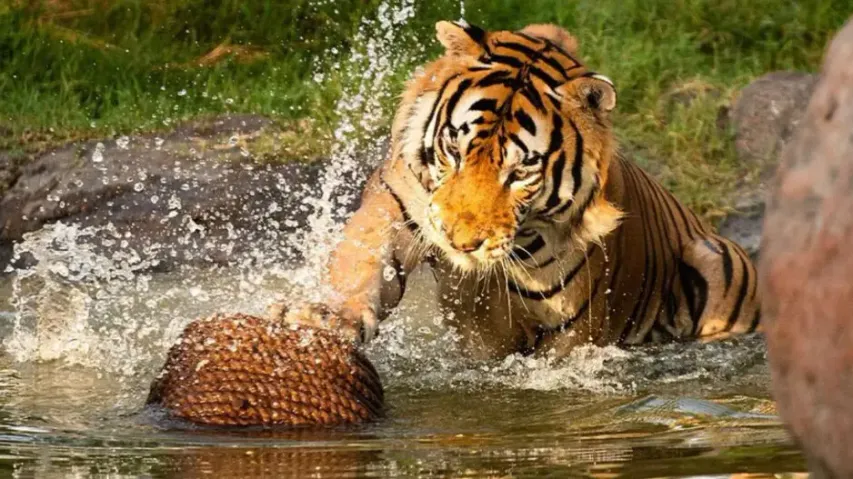 How Anant Ambani’s Vantara can help Maharashtra save its tigers with ‘Surya Tara’ plan, explained