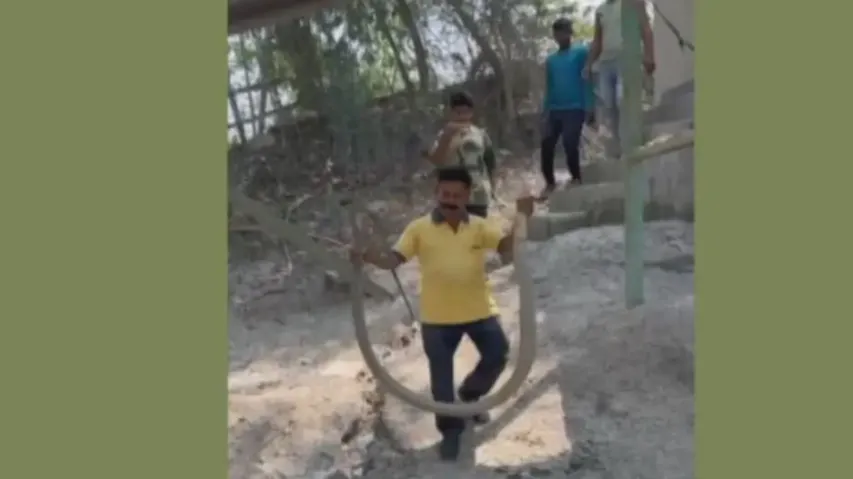 Gigantic 20-foot-long king cobra rescued in Odisha