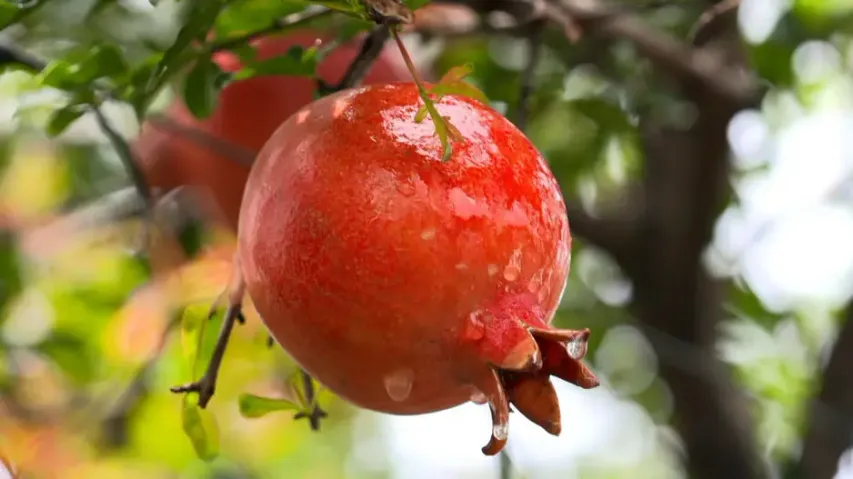 Pomegranate