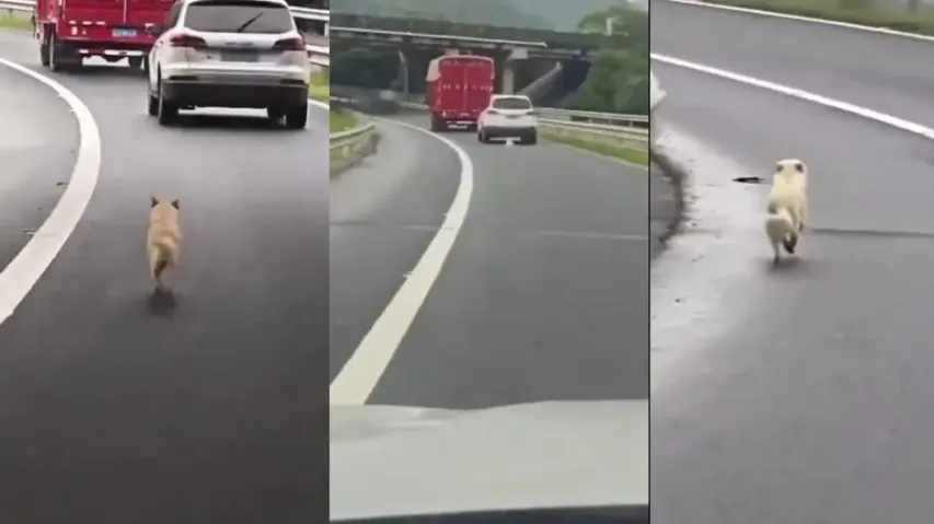 Dog abandoned on roadside chases owner's car heartbreaking video goes viral watch