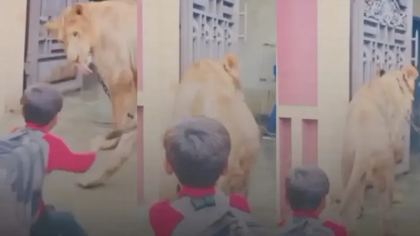 Schoolboy dares to pull lion tail just for fun internet fumes Watch