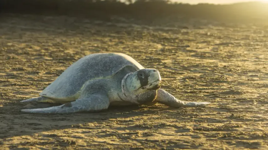 Olive Ridley Turtle