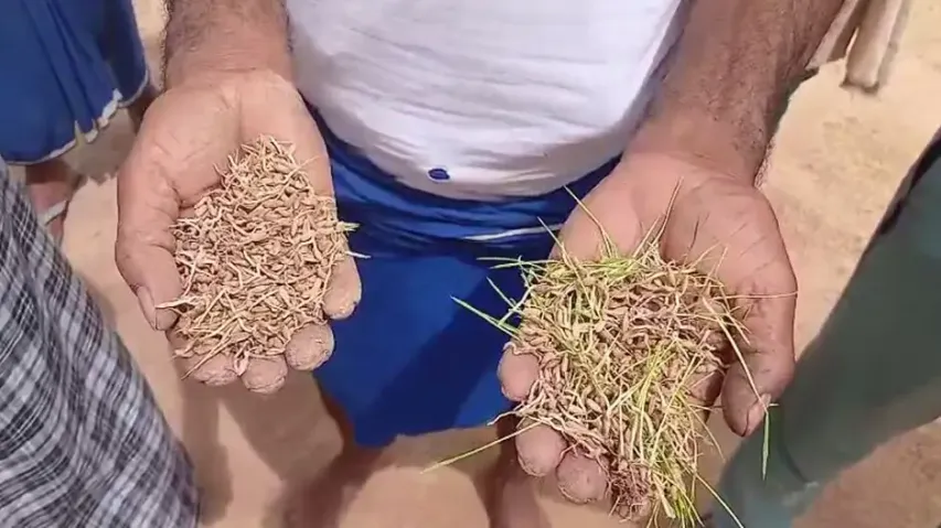 Jharsuguda farmers’ woe: More than 5000 quintals of paddy lying unsold in Mandis