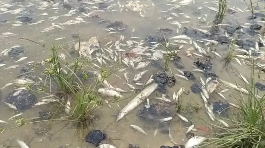 Quintals of dead fish found floating in Bhadrak village