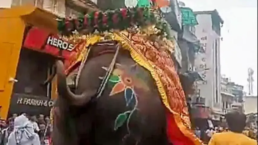 Elephant runs amok, one injured