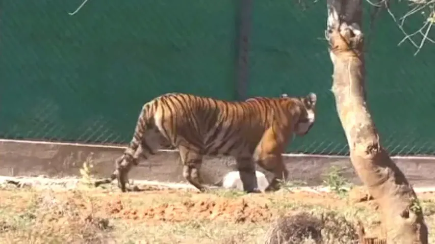 Relocated tigress Zeenat expected to give birth in Odisha’s Similipal this September