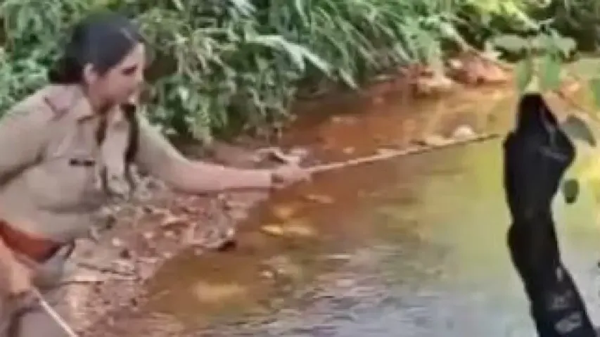 Kerala woman forest officer rescues 15-foot King Cobra in daring 6-minute operation, watch 