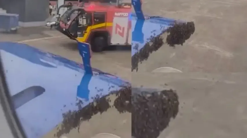 Bees in IndiGo Flight 