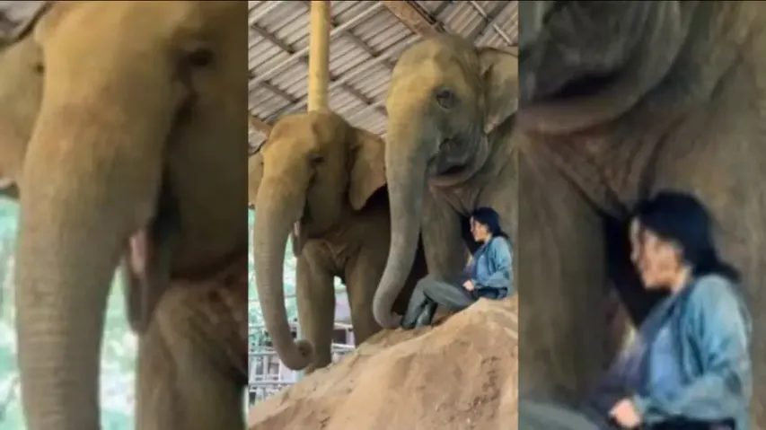 Elephants hum along while caretaker sings