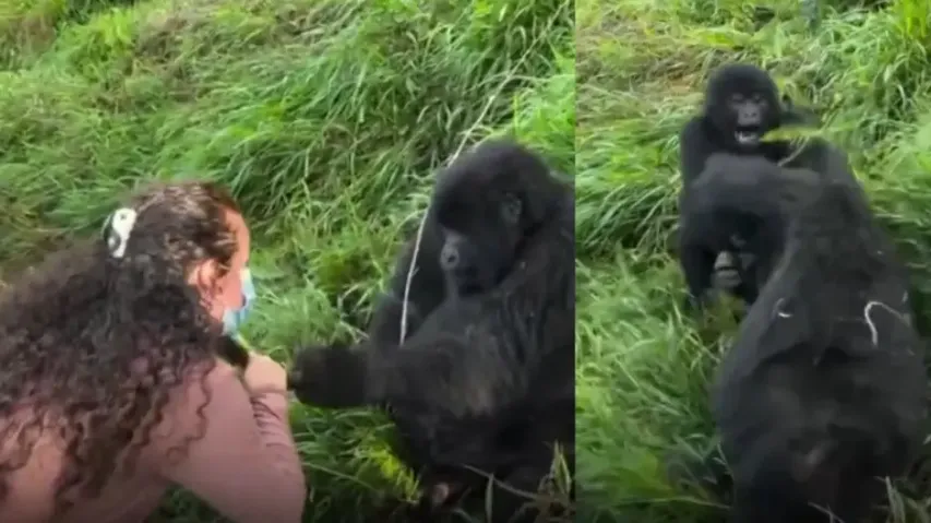 Gorilla flirts with woman its partner reacts just like human Watch