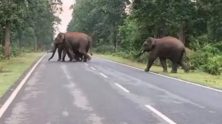 Elephants wreak havoc in Odisha's Keonjhar and Mayurbhanj
