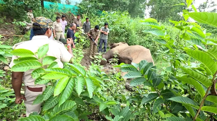 Female elephant found dead in Satkosia forest