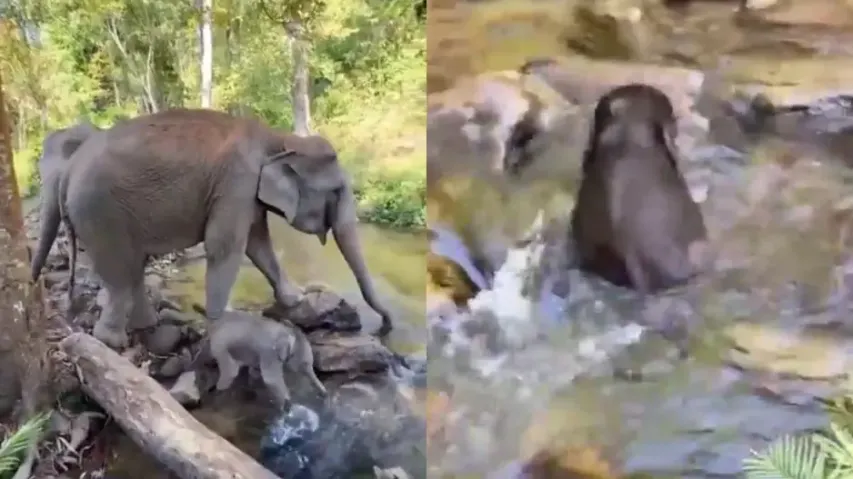 World Elephant Day: Cute video of baby jumbo discovering the magic of water will make your day watch