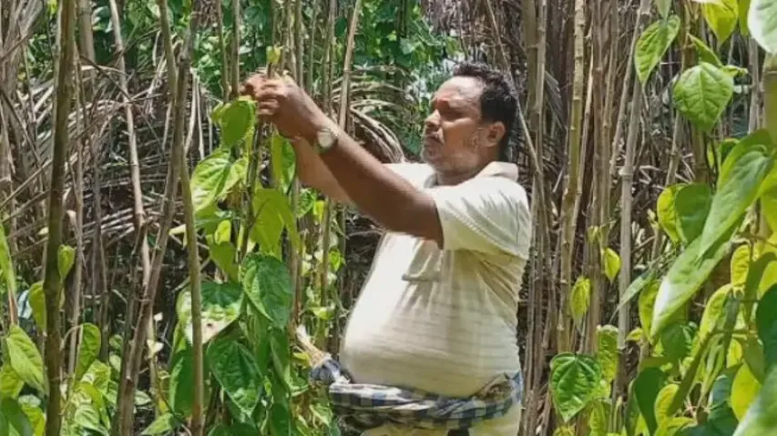 Once a betel hub, this Odisha village now faces crop crisis due to alleged govt apathy